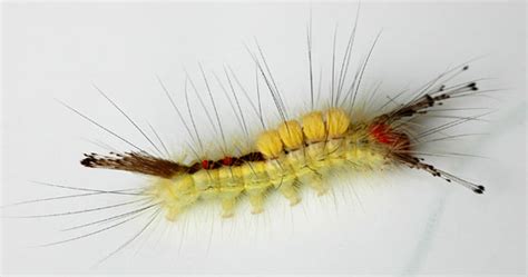 White Marked Tussock Moth Caterpillar Orgyia Leucostigma Bugguidenet