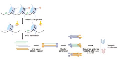 An Overview Of Histone Modification Detection Cusabio