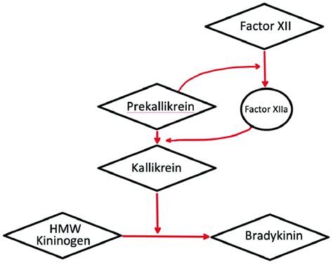 A schematic representation demonstrating the kallikrein-kinin system... | Download Scientific ...