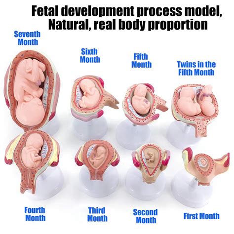 Buy Tdou Parts Natural Large Fetal Development Process Models