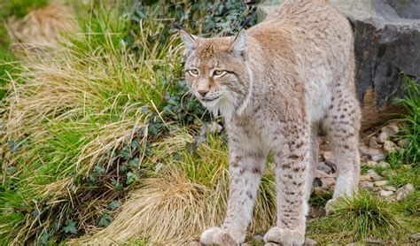 Eurasian lynx facts, distribution & population | BioDB