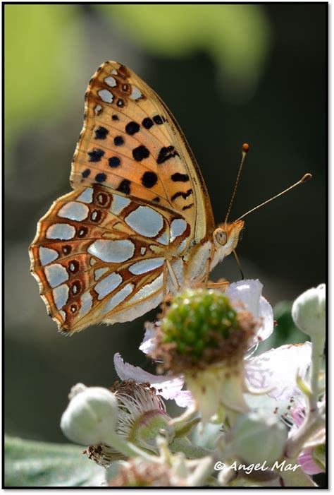 Butterflies And Dragonflies Issoria Lathonia The Queen Of Spain