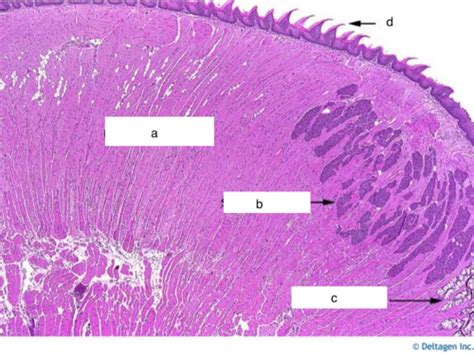 Digestive System Lab Histology Flashcards Quizlet