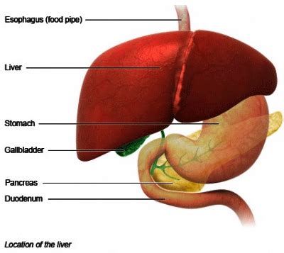 The Liver and its Functions | Columbia University Department of Surgery