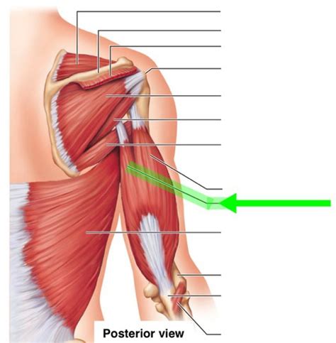 Posterior Compartment Posterior Muscles Of Arm Flashcards Quizlet