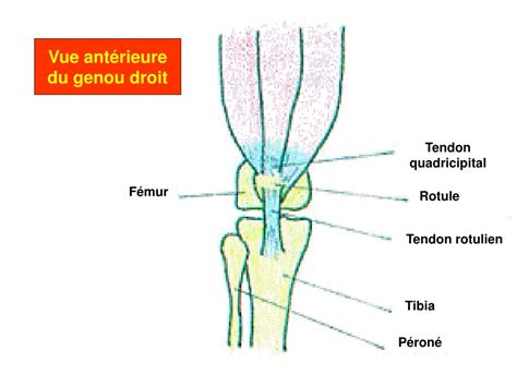 PPT Pathologie péri articulaire membre inférieur PowerPoint