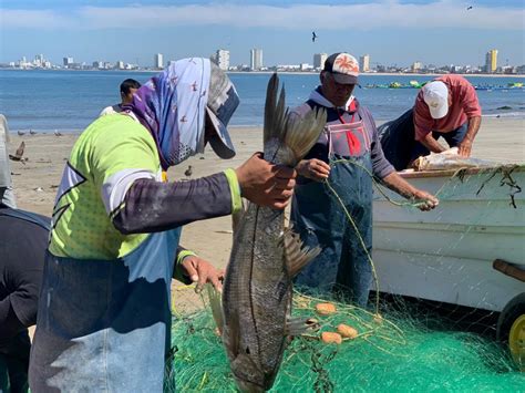 Mazatlán Sacan pescados gigantes y venden kilo a 15 pesos en la Playa