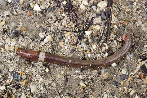 The Next Invasive Garden Threat A Slithering Jumping Worm [video]