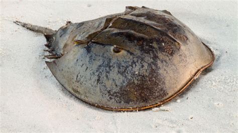 10 Hard Shelled Facts About Horseshoe Crabs Mental Floss