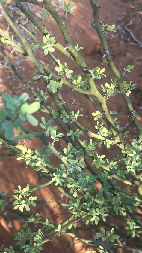 Parkinsonia Texana