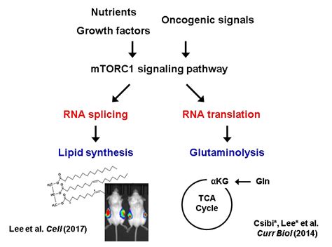 Rna Signaling And Metabolism Lab