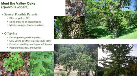 Twenty-two Years of Oak Woodland Conservation | International Oak Society