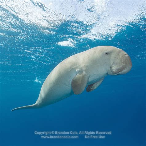 Dugong Dugon Marine Mammal Underwater Portrait Made In Its Natural