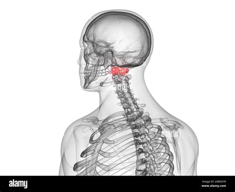 3d Rendered Medically Accurate Illustration Of The Atlas Vertebrae