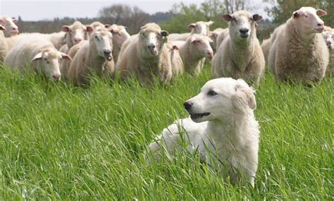 Cu L Es La Mejor Manera De Tranquilizar Un Perro Pastor Maremmano