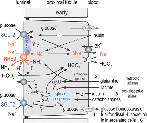 Coordination Of Glucose Transport And Gluconeogenesis In The Proximal