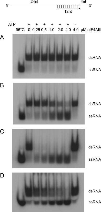 RNA-helicase activity of eIF4AIII. Helicase activity was assayed for ...