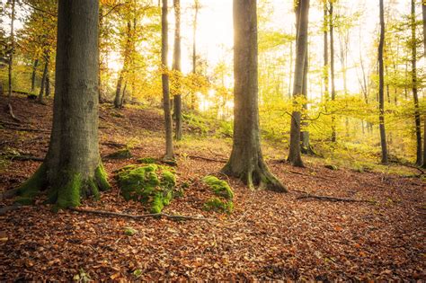 Wallpaper Sunlight Landscape Nature Grass Wood Branch Moss