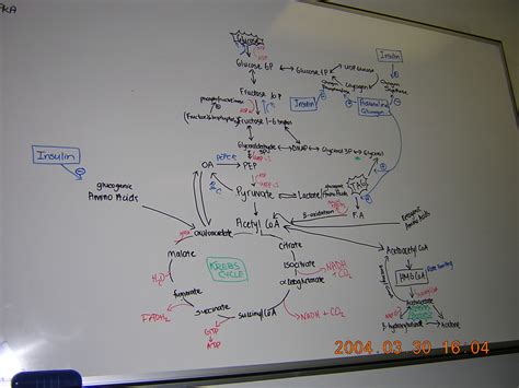 Biochemistry Metabolic Pathways