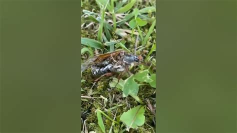 A neuro parasite has taken control of brain of this dead insect and ...