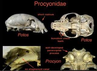 Raccoon Skeleton & Anatomy