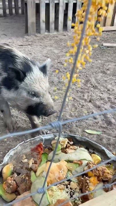 Feeding Scraps To The Pigs Farmlifebestlife Pigbreeding Homesteading