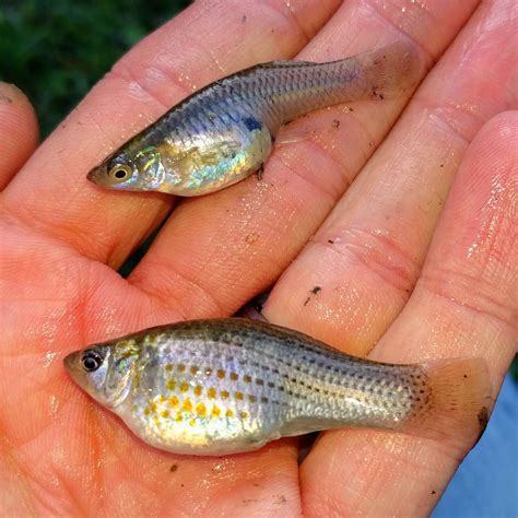 Indian River Lagoon Species Inventory Image Details 13429