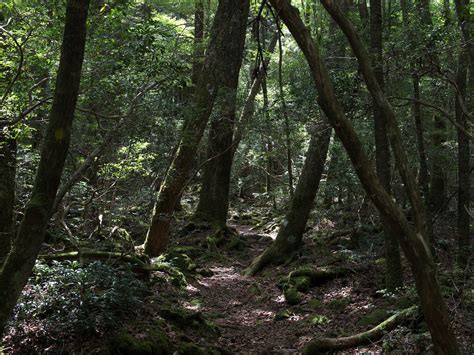 Hutan Ini Anggap Paling Angker Di Dunia Pelangi Lounge