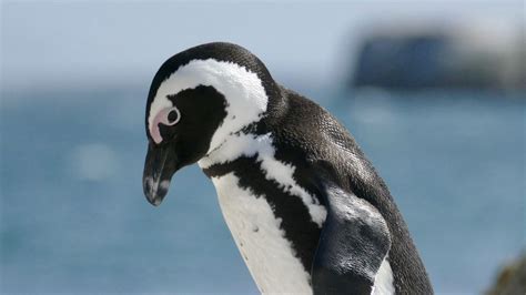 Wallpaper penguin, bird, wildlife hd, picture, image