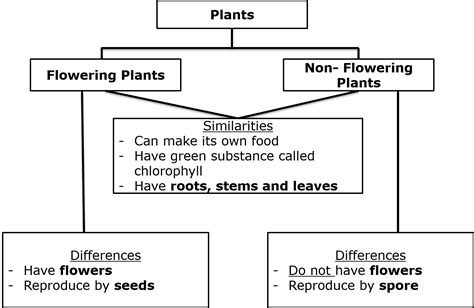 There Are Two Groups Of Plants Flowering Plant And Non Flowering