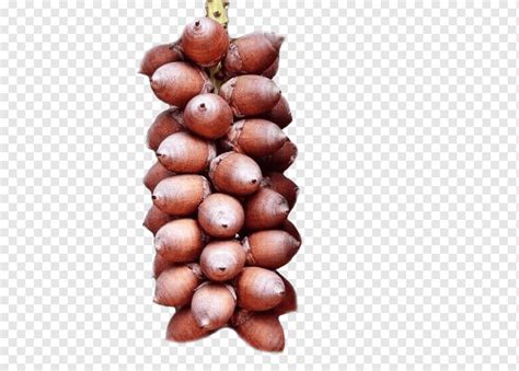 Babassu Coconut Png Pngwing