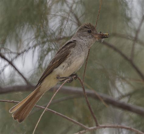 Ash-throated Flycatcher | San Diego Bird Spot