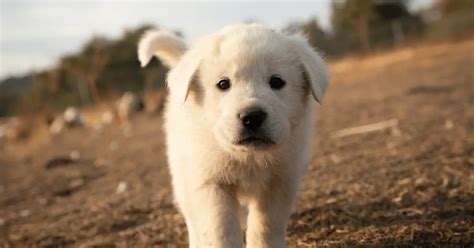 8 Fun Facts About Great Pyrenees Puppy You Didn't Know Before