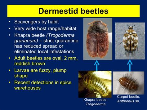 Stored Grain Insect Pests