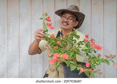 Gardener Making Arrangement Pruning Wiring Bougainvillea Stock Photo