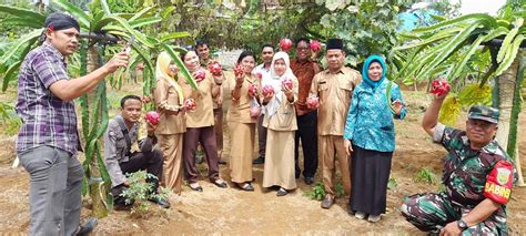 Kebun Buah Naga Desa Sumber Mulya Mulai Berbuah Ini Kata Kades