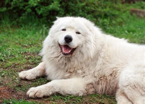 Top 10 Mountain Dog Breeds - Tail and Fur