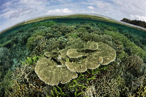 A Beautiful And Healthy Coral Reef Photograph By Ethan Daniels Fine