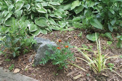 Benefits Of Using Mulch In Your Garden Denbow