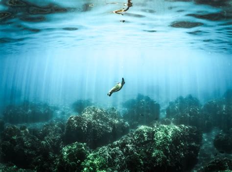 Jellyfish Underwater · Free Stock Photo