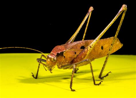 Free Images Yellow Fauna Invertebrate Close Up Pest Grasshopper Viridissima Locust