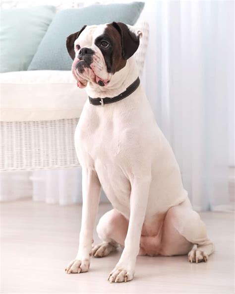 White Boxer Dog: Get to Know the White Boxer (With Pictures)