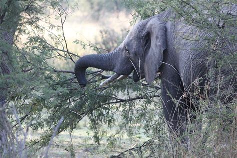 Elefant Afrika Safari Kostenloses Foto Auf Pixabay