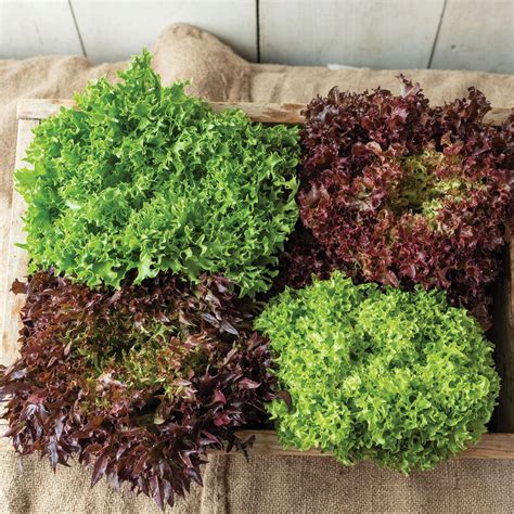 Salanova® Foundation Lettuce Seed Johnnys Selected Seeds