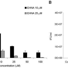 Hela Cells Were Infected With C Trachomatis Serovar L At An Moi Of