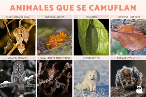 Animais Que Se Camufla - +15 Animales que se camuflan en el medio y FOTOS