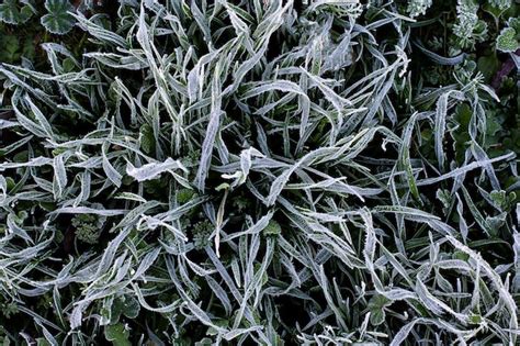 La Hierba Verde Brota De Debajo De La Nieve Que Se Derrite En La