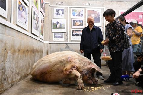 建川博物馆：下一步，我们会把“猪坚强”制作成标本 猪坚强 新浪新闻