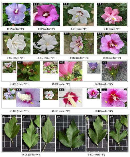 Agronomy Free Full Text Combined Morphological And Palynological