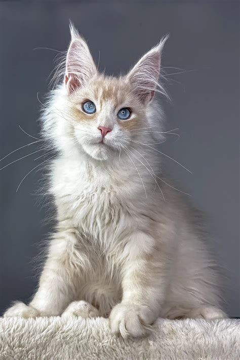 Meet Valentino the Stunning Maine Coon Kitten